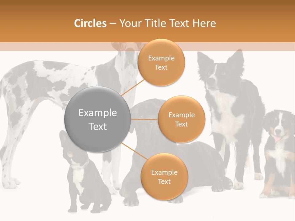 Group Of Dogs In Front Of A White Background PowerPoint Template