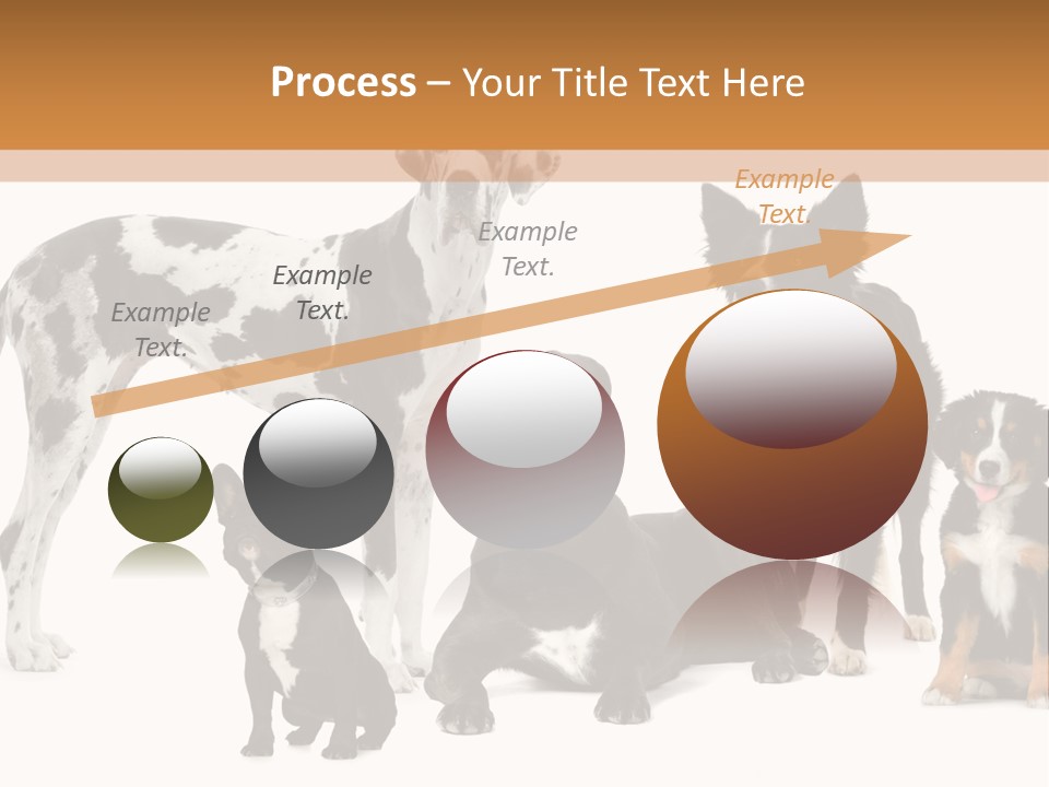 Group Of Dogs In Front Of A White Background PowerPoint Template