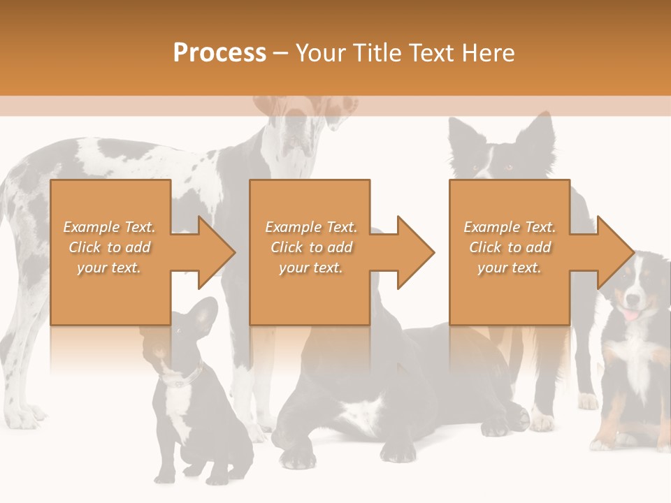 Group Of Dogs In Front Of A White Background PowerPoint Template