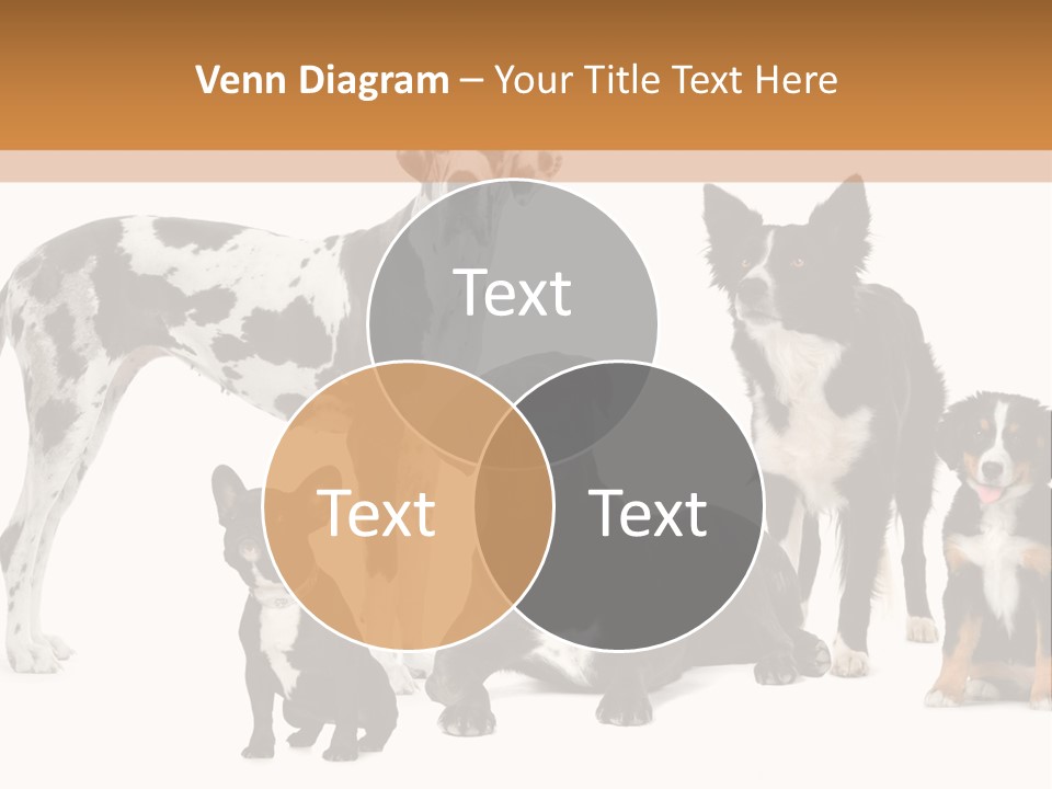 Group Of Dogs In Front Of A White Background PowerPoint Template