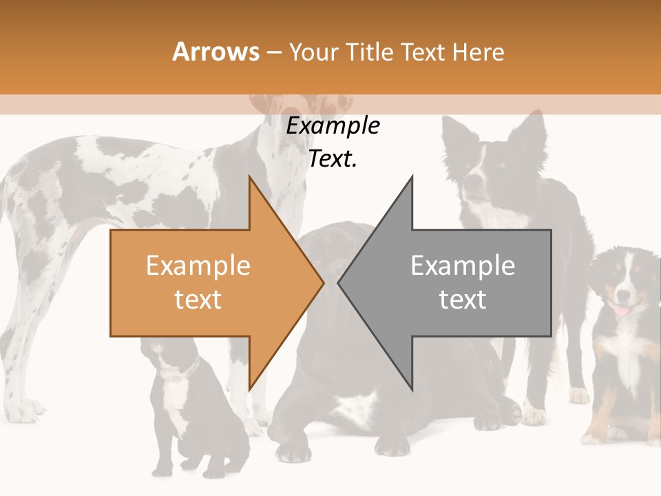 Group Of Dogs In Front Of A White Background PowerPoint Template