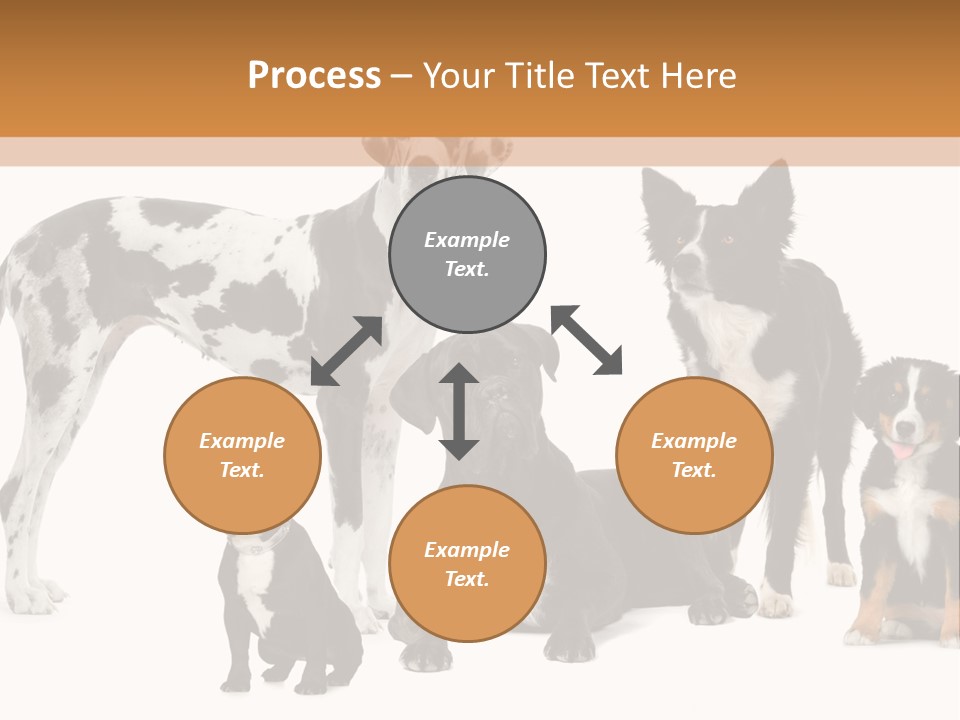 Group Of Dogs In Front Of A White Background PowerPoint Template