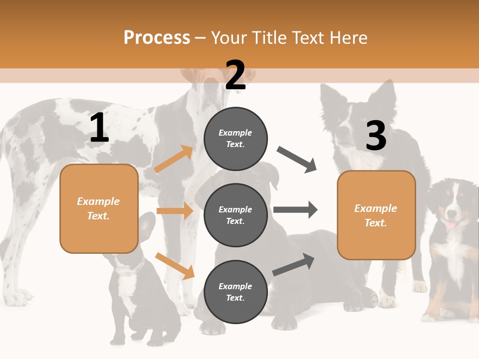 Group Of Dogs In Front Of A White Background PowerPoint Template