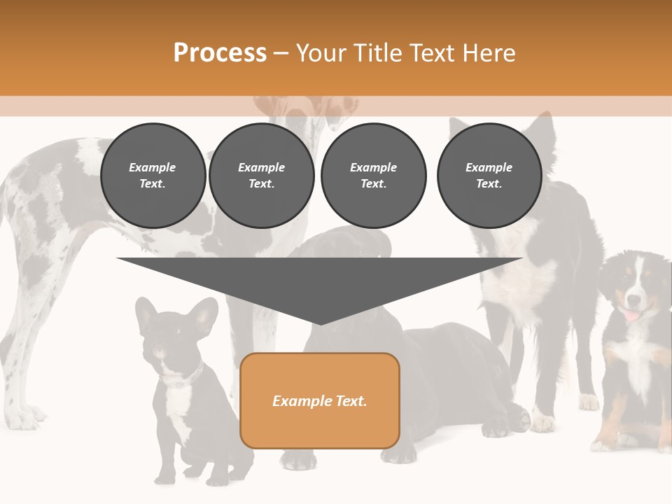 Group Of Dogs In Front Of A White Background PowerPoint Template