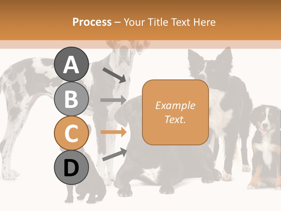 Group Of Dogs In Front Of A White Background PowerPoint Template