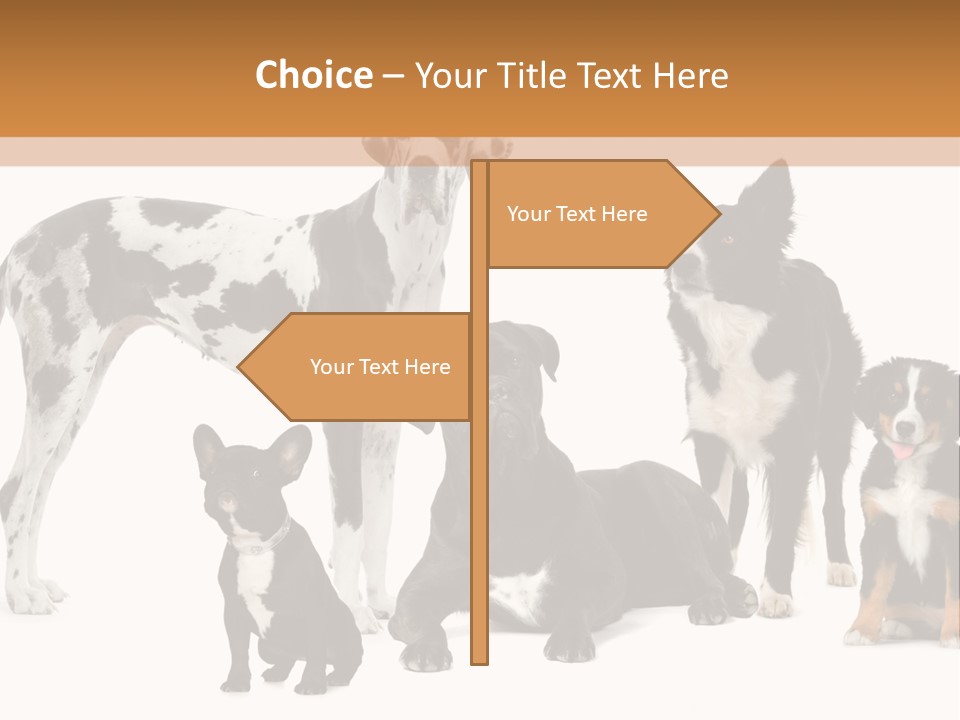 Group Of Dogs In Front Of A White Background PowerPoint Template