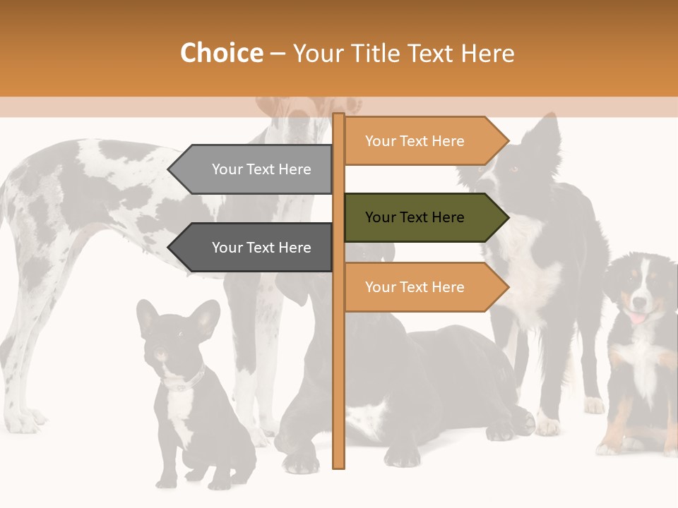 Group Of Dogs In Front Of A White Background PowerPoint Template