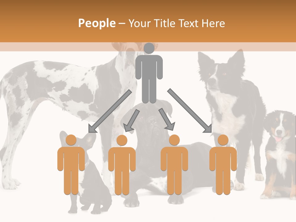 Group Of Dogs In Front Of A White Background PowerPoint Template