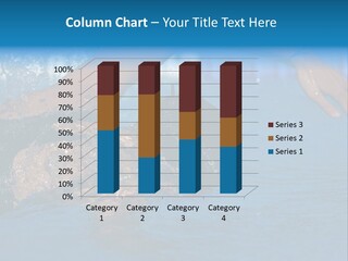 Scottish Highlands - Heather PowerPoint Template