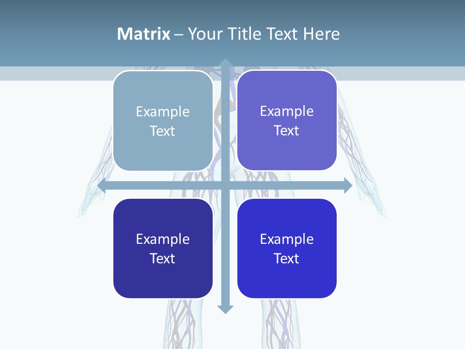 Cardiovascular System PowerPoint Template