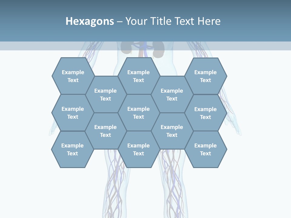 Cardiovascular System PowerPoint Template