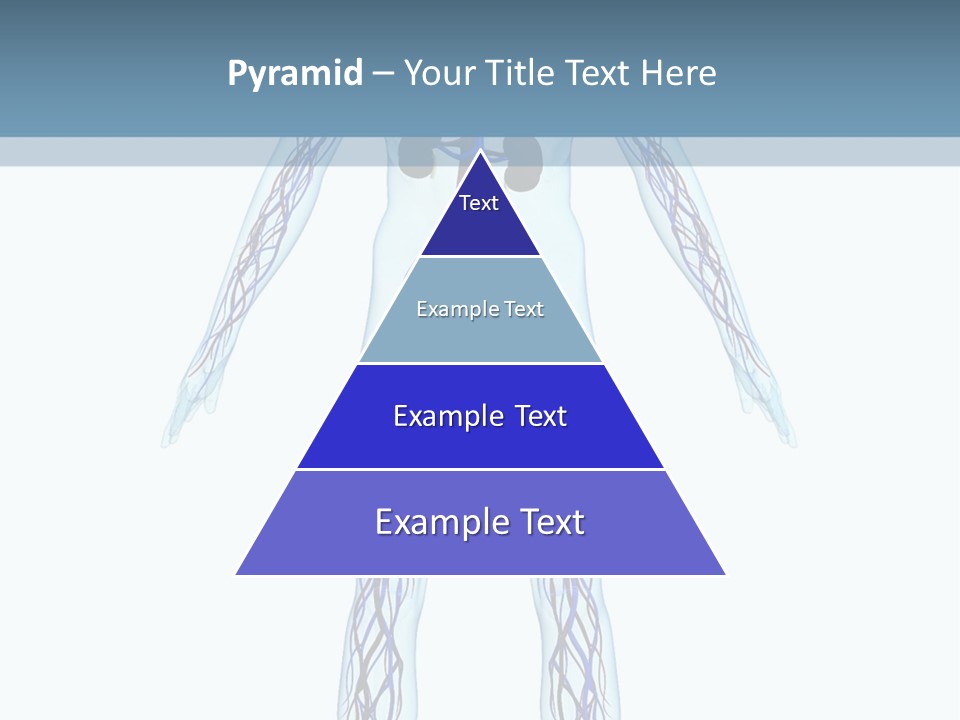 Cardiovascular System PowerPoint Template