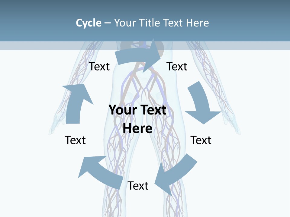 Cardiovascular System PowerPoint Template