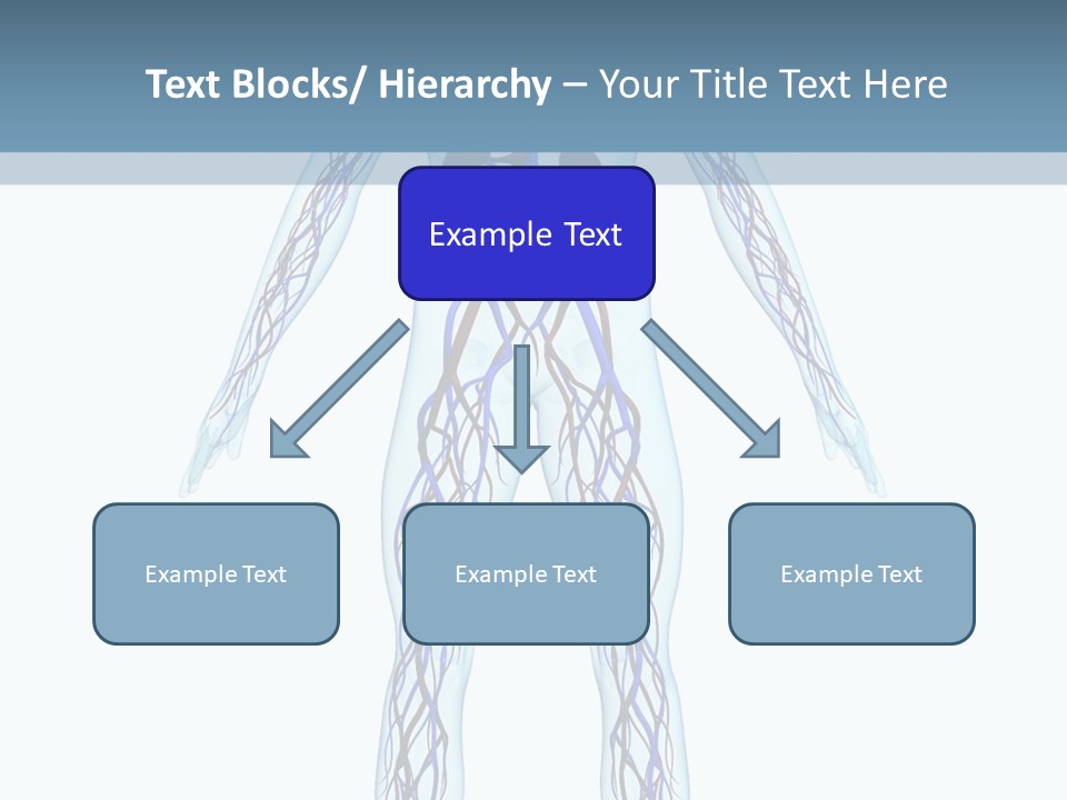 Cardiovascular System PowerPoint Template