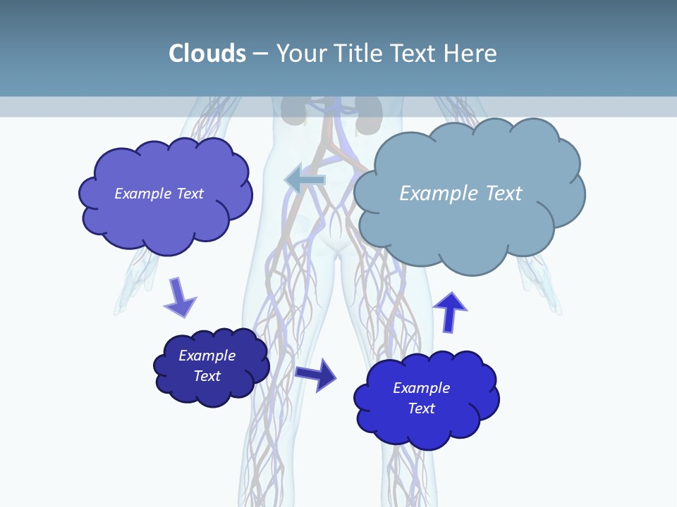 Cardiovascular System PowerPoint Template