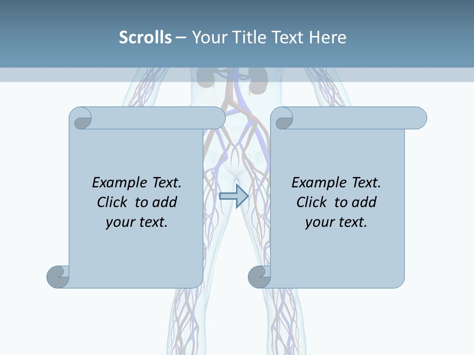 Cardiovascular System PowerPoint Template