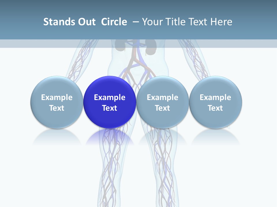 Cardiovascular System PowerPoint Template