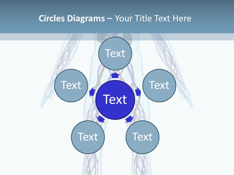 Cardiovascular System PowerPoint Template