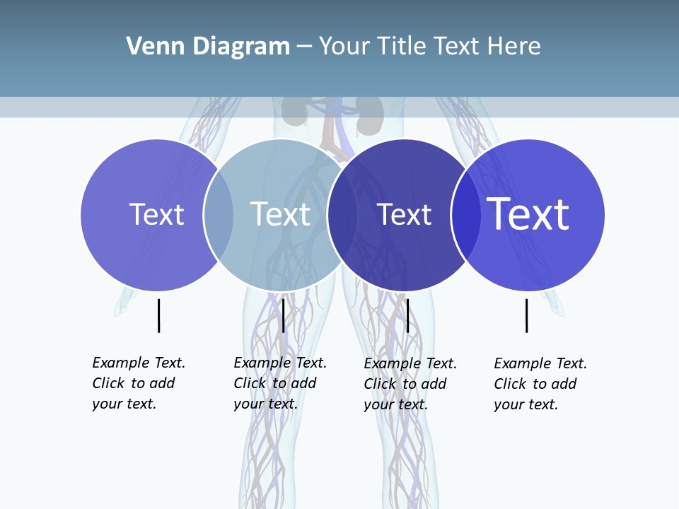 Cardiovascular System PowerPoint Template