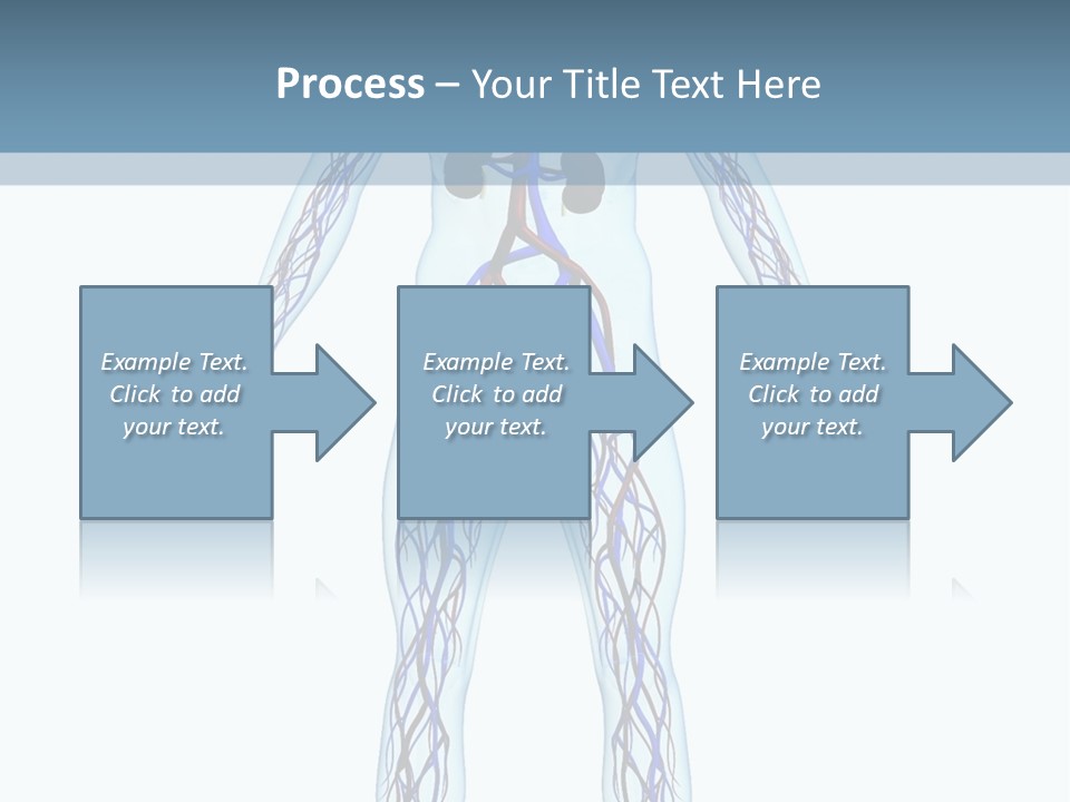 Cardiovascular System PowerPoint Template