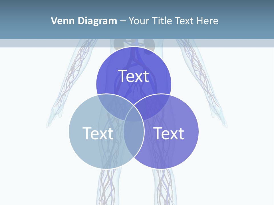 Cardiovascular System PowerPoint Template