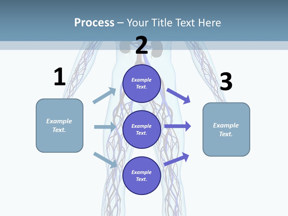 Cardiovascular System PowerPoint Template