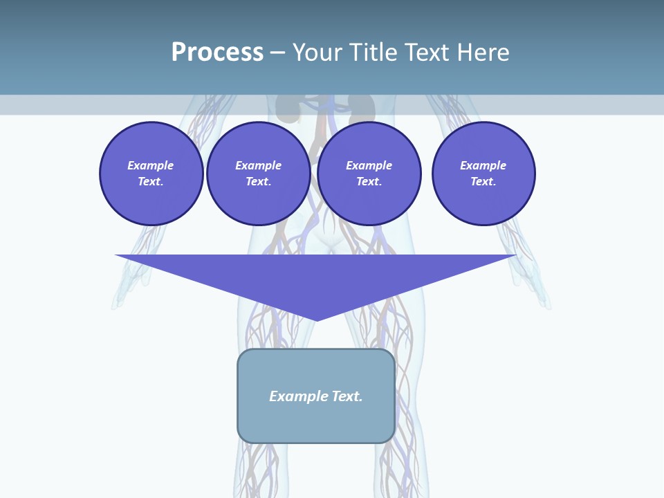 Cardiovascular System PowerPoint Template