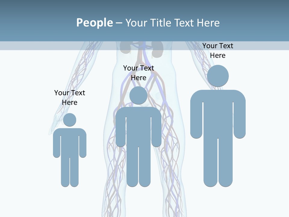 Cardiovascular System PowerPoint Template