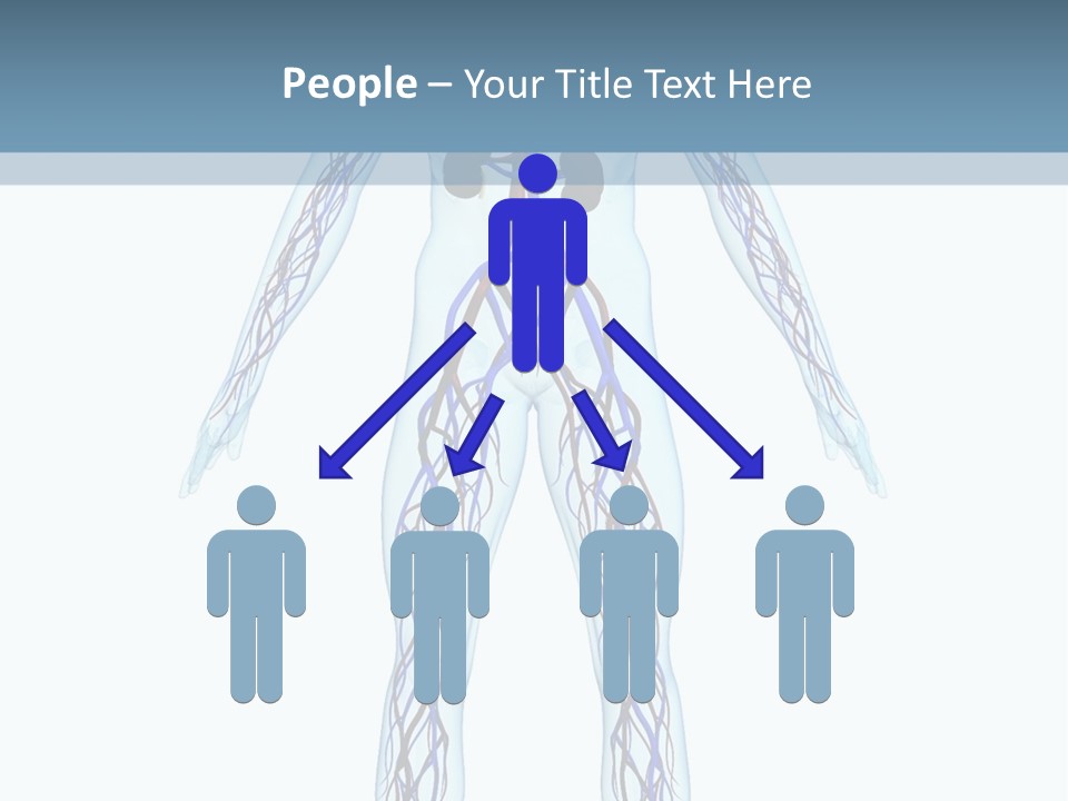 Cardiovascular System PowerPoint Template