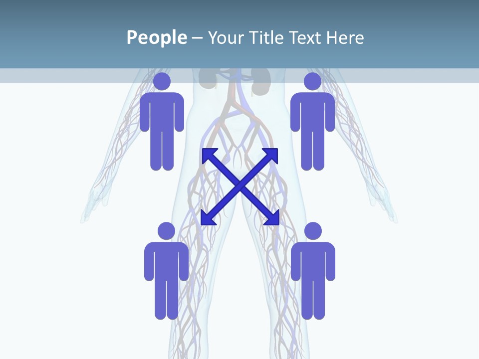 Cardiovascular System PowerPoint Template