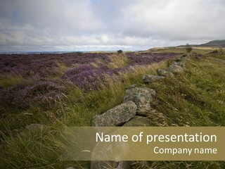 Scottish Highlands - Heather PowerPoint Template