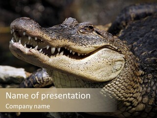 Closeup Of A Crocodile PowerPoint Template