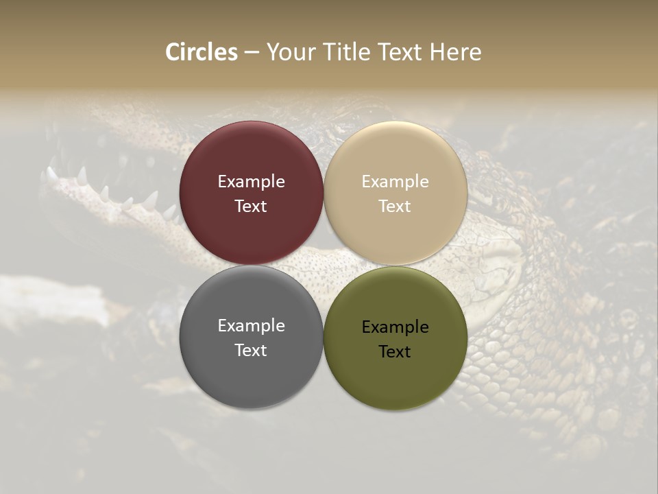 Closeup Of A Crocodile PowerPoint Template