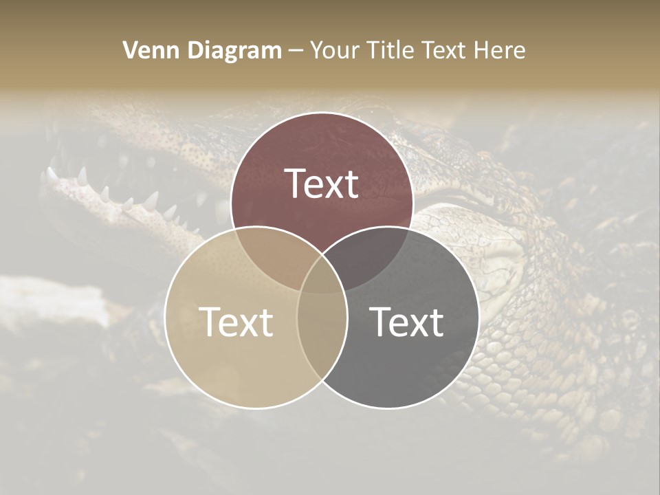 Closeup Of A Crocodile PowerPoint Template
