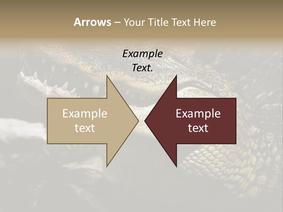 Closeup Of A Crocodile PowerPoint Template