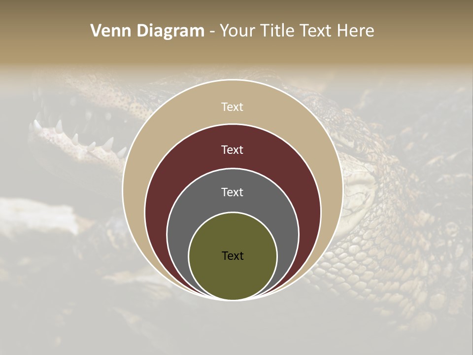 Closeup Of A Crocodile PowerPoint Template