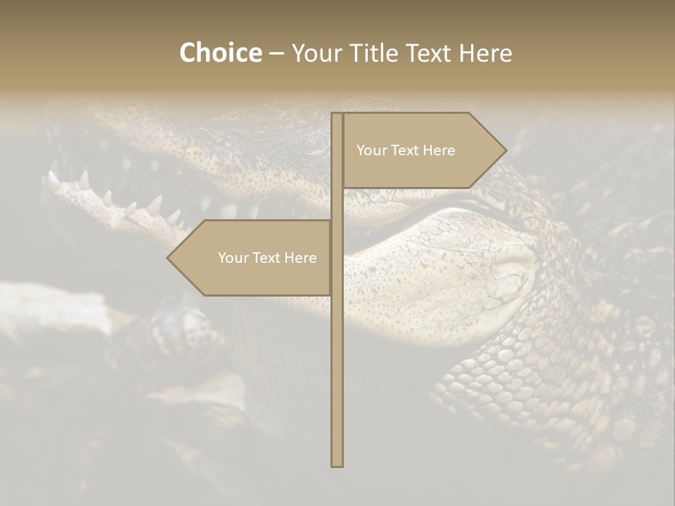 Closeup Of A Crocodile PowerPoint Template