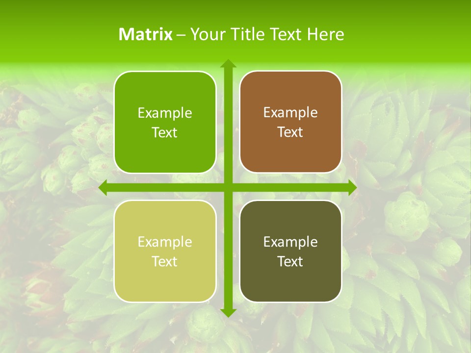 Sempervivum - Hens And Chicks - Sempervivum Soboliferum PowerPoint Template