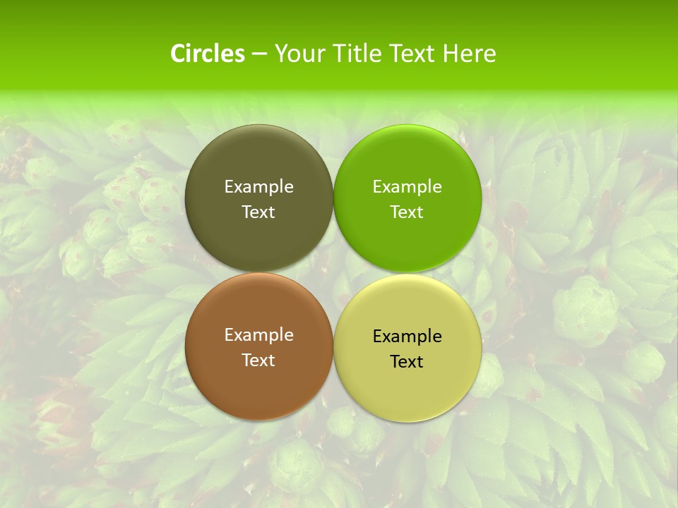 Sempervivum - Hens And Chicks - Sempervivum Soboliferum PowerPoint Template