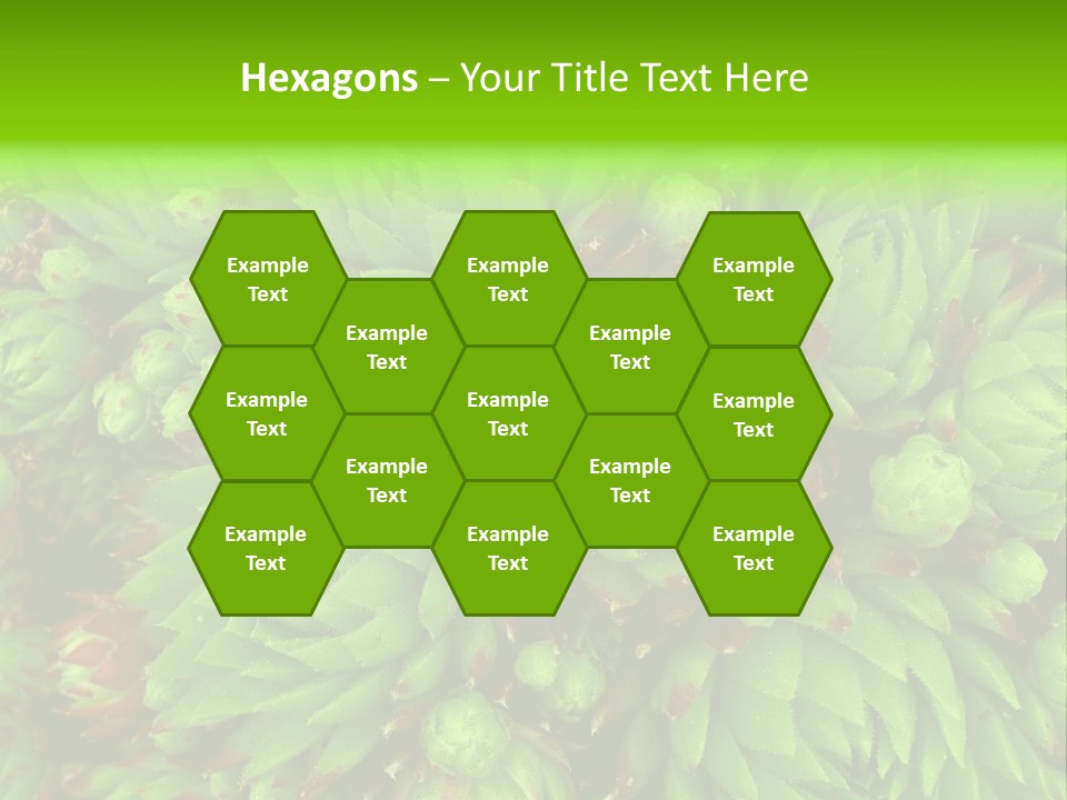 Sempervivum - Hens And Chicks - Sempervivum Soboliferum PowerPoint Template