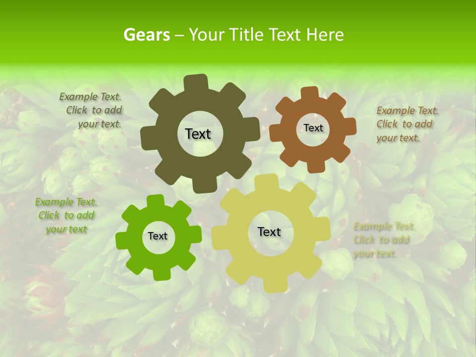 Sempervivum - Hens And Chicks - Sempervivum Soboliferum PowerPoint Template