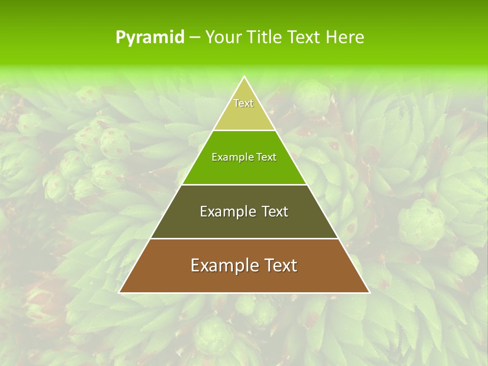 Sempervivum - Hens And Chicks - Sempervivum Soboliferum PowerPoint Template