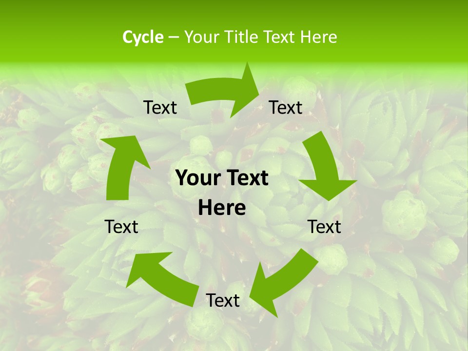 Sempervivum - Hens And Chicks - Sempervivum Soboliferum PowerPoint Template