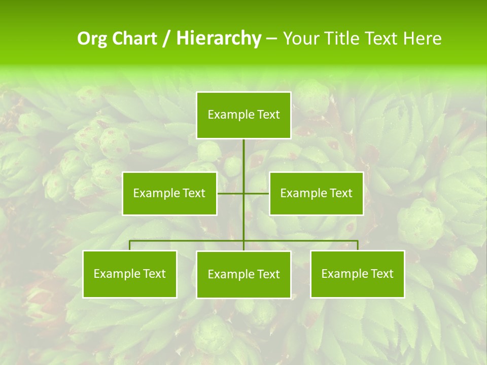 Sempervivum - Hens And Chicks - Sempervivum Soboliferum PowerPoint Template