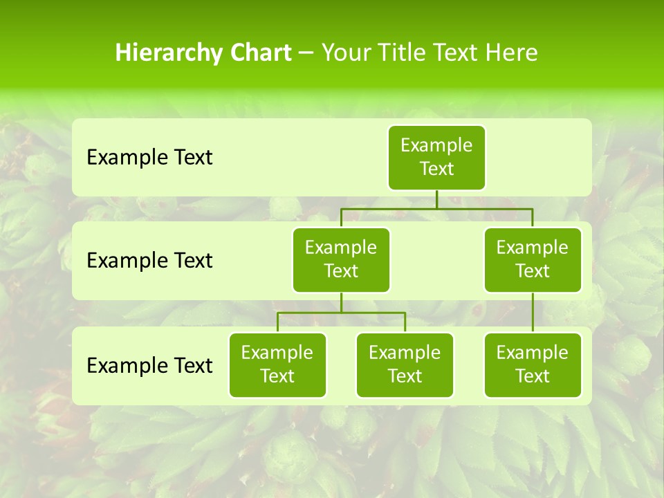 Sempervivum - Hens And Chicks - Sempervivum Soboliferum PowerPoint Template