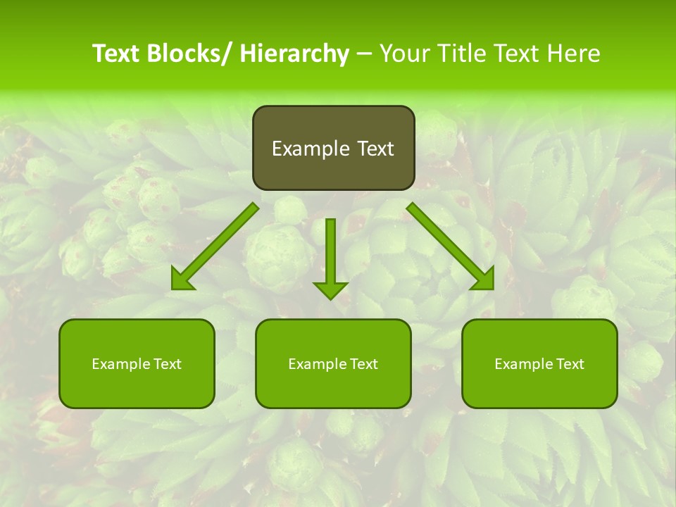 Sempervivum - Hens And Chicks - Sempervivum Soboliferum PowerPoint Template