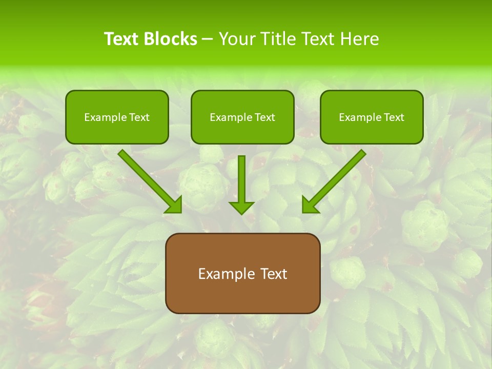 Sempervivum - Hens And Chicks - Sempervivum Soboliferum PowerPoint Template