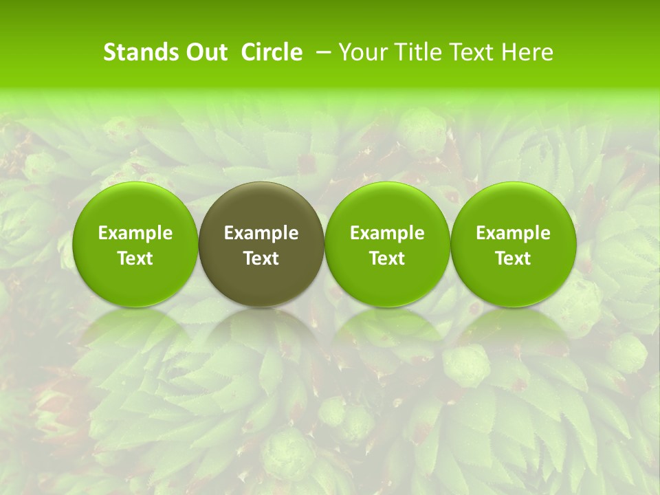 Sempervivum - Hens And Chicks - Sempervivum Soboliferum PowerPoint Template