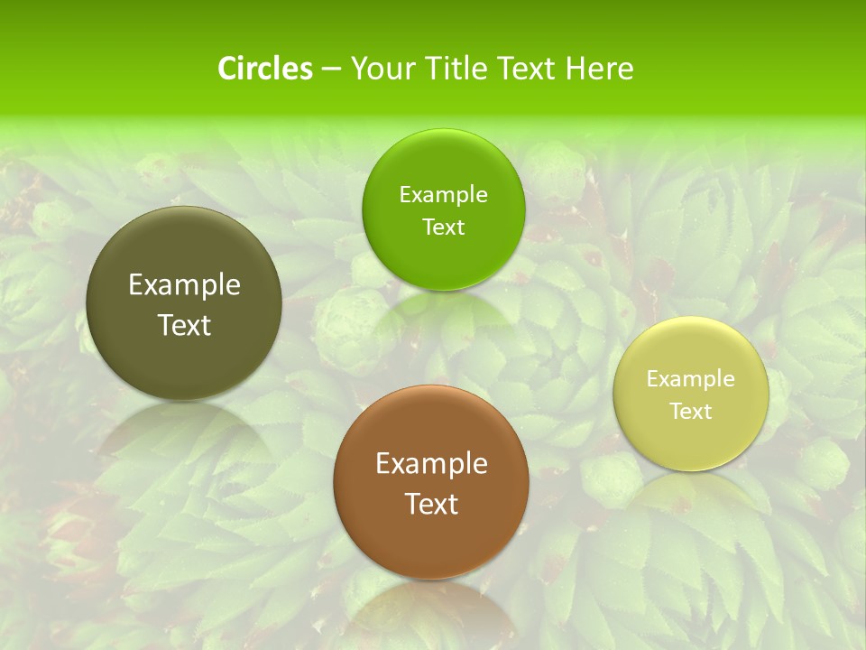 Sempervivum - Hens And Chicks - Sempervivum Soboliferum PowerPoint Template