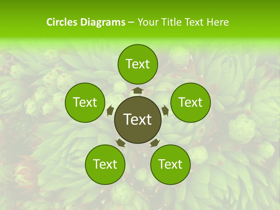 Sempervivum - Hens And Chicks - Sempervivum Soboliferum PowerPoint Template